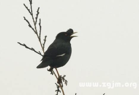 夢見小鳥出生|線上周公解夢，夢見小鳥叫